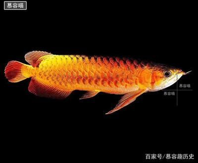 金龍魚(yú)20cm有多大年齡