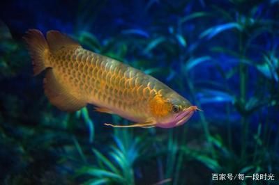 龍魚(yú)半個(gè)月?lián)Q一次水正常嗎 龍魚(yú)百科 第3張