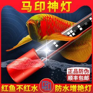 辣椒紅龍魚有馬印嗎 龍魚百科 第3張