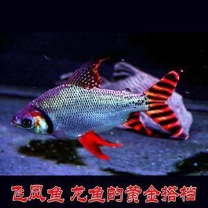 龍魚鳳魚羅漢