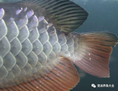 龍魚白點病不吃食