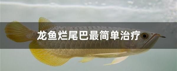 龍魚爛尾巴最簡單治療方法是什么意思 龍魚百科