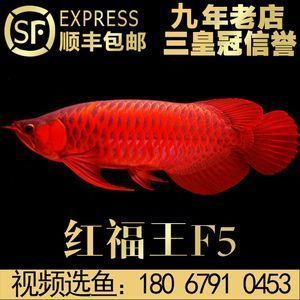 辣椒紅龍魚(yú)一般多少錢(qián) 龍魚(yú)百科 第3張