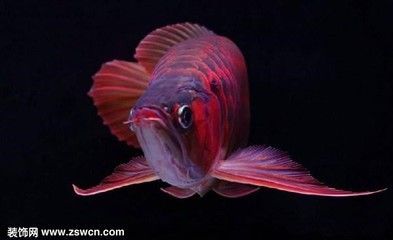 辣椒紅龍魚(yú)一般多少錢(qián) 龍魚(yú)百科 第1張