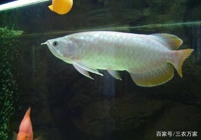 中型雷龍魚有哪些品種 龍魚百科 第2張