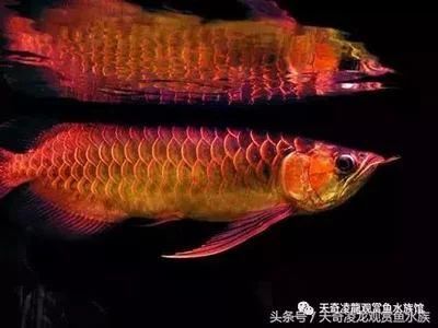 龍魚(yú)缸長(zhǎng)綠苔好不好