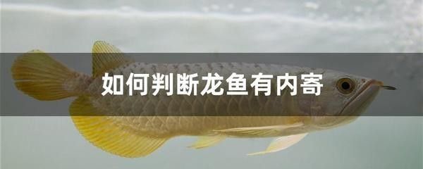 龍魚寄生蟲治療最有效辦法是什么藥呢 龍魚百科