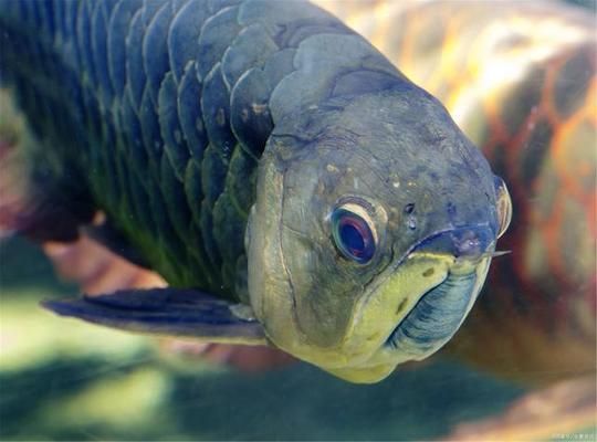 龍魚缸綠水要換水嗎怎么換的 龍魚百科