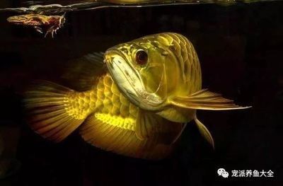 龍魚會(huì)和主人互動(dòng)嗎為什么 龍魚百科