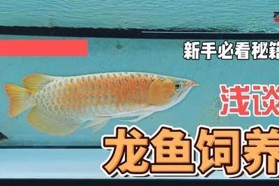 龍魚(yú)多久不喂會(huì)死掉 龍魚(yú)百科 第1張