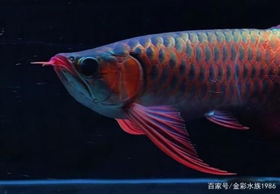 龍魚一開燈就躲角落怎么回事 龍魚百科