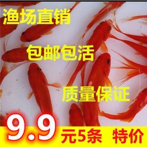 龍魚飼料魚 分開養(yǎng)嗎怎么養(yǎng)活 龍魚百科 第2張