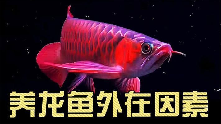 紅金龍魚(yú)怎么養(yǎng)