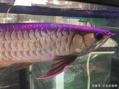 金龍魚多久換一次水？一次換多少？