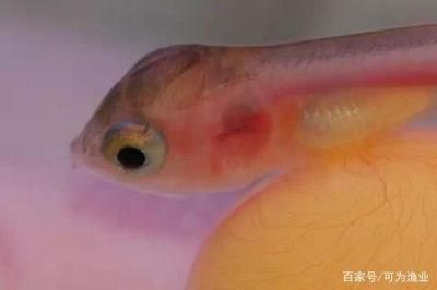 龍魚做掉眼手術(shù)失敗血管破裂 龍魚百科 第2張