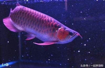 龍魚吃什么都吐出來怎么辦 龍魚百科 第3張