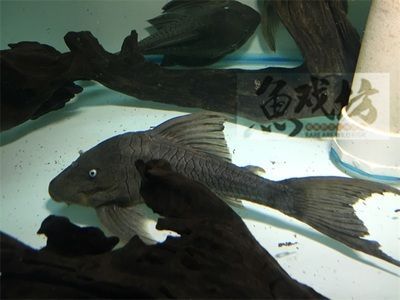 龍魚水溫35度有危險嗎 龍魚百科 第3張