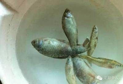 龍魚燒須癥狀