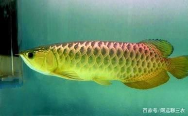 龍魚可以喂蜈蚣嗎 龍魚百科 第3張