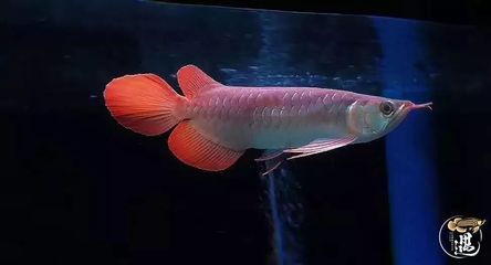 紅龍魚喂什么魚好看又好養(yǎng)