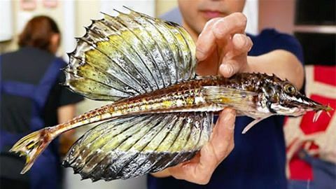 金龍魚金頭如何判定會滿金 龍魚百科