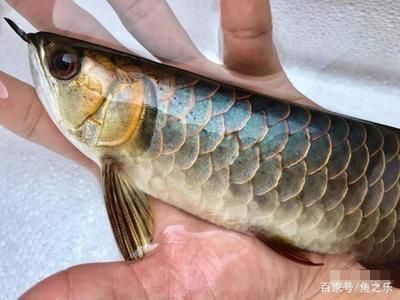 金龍魚吃的小魚叫什么