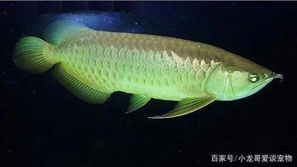 龍魚(yú)的外形特征是什么