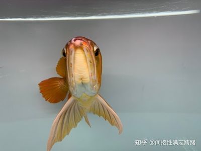 龍魚一只眼比另一只突出 龍魚百科