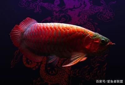 2020年龍魚(yú)微信群 龍魚(yú)百科