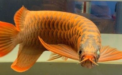 龍魚(yú)水溫度多少最佳養(yǎng)活呢 龍魚(yú)百科