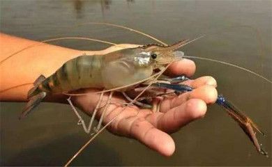 龍魚喂淡水蝦還是海水蝦比較好 龍魚百科