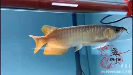 龍魚(yú)翹頭怎么回事