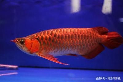 龍魚(yú)翹頭怎么回事