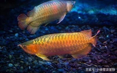 金龍魚銀龍魚混養(yǎng)