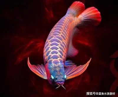 龍魚的價(jià)格有多少