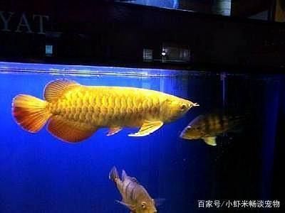 金龍魚燈光開多長時間 龍魚百科