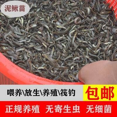 龍魚喂養(yǎng)顆粒飼料怎么喂好些 龍魚百科