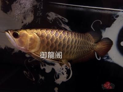 龍魚(yú)吃飽了從哪里看出來(lái) 龍魚(yú)百科 第3張