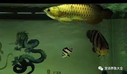 龍魚(yú)吃飽了從哪里看出來(lái) 龍魚(yú)百科 第1張