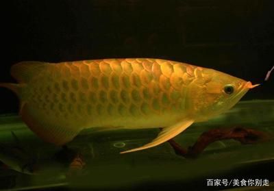 金龍魚肉質(zhì)如何 龍魚百科 第2張