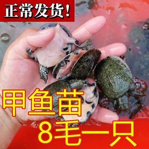 龍魚吃甲魚有好處嗎