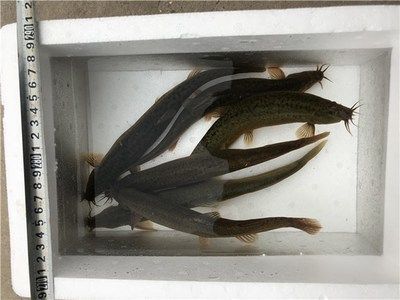 龍魚喂了活泥鰍后吃食就出問(wèn)題了 龍魚百科