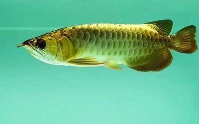 金龍魚分類 硬骨魚和軟骨魚哪個(gè)好 龍魚百科 第3張