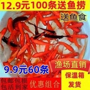 大白龍魚飼料多少錢一噸價格