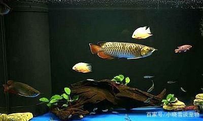 龍魚和什么魚養(yǎng)一起好看 龍魚百科 第3張