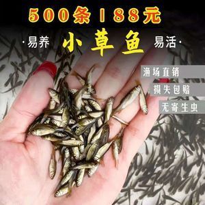 龍魚飼料魚 分開養(yǎng)好嗎 龍魚百科 第1張