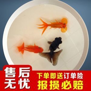 龍魚飼料魚 分開養(yǎng)好嗎 龍魚百科 第3張