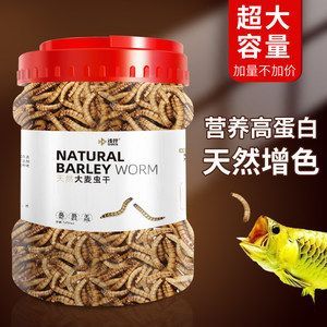 龍魚可以一直喂大麥蟲給好的魚吃嗎 龍魚百科 第1張