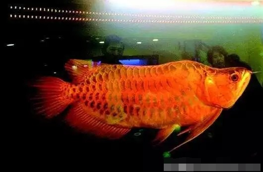 金龍魚(yú)魚(yú)鱗有缺口 龍魚(yú)百科 第2張