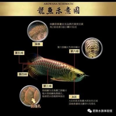 金龍魚怎么分好壞品種的